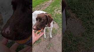 Training Puppy To Sit And Stay During Fetch shorts puppy [upl. by Aihsia48]