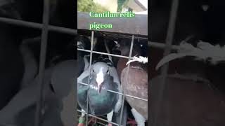 Cantilan race pigeon Surigao del norte clab [upl. by Ursulette147]