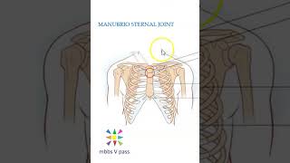 Anatomy Thorax 220 ManubrioSternal Joint Sternum Sternal angle louis viva [upl. by Erlene890]