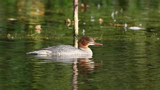 Goosanders at Park Hall Lake 22nd Oct 2024 [upl. by Annnora]