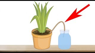 5 Genius Ways to Water Your Plants When You are Away on Vacation  Indoor Plants Automatic Watering [upl. by Ataga721]