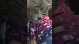 Skeletor drooling with joy cat adoptdontshop adorable catlover funnyanimal cutepets catshorts [upl. by Ratep]