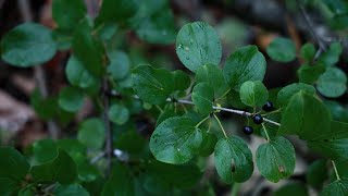 How to conduct your own buckthorn bust [upl. by Serafina510]