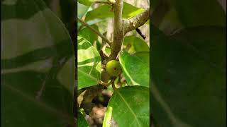 Hypanthodium inflorescence FIG FLOWERFicus ingens Moraceae family [upl. by Barbaresi]