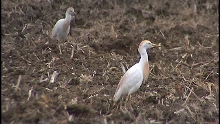 oiseau migrateur héron garde bœuf [upl. by Bealle959]