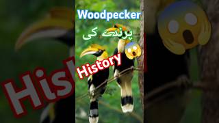 Woodpecker پرندہ 🐦‍⬛🐦🪿 کے بارے میں جان کاری 😱 amazingfacts birds knowledge [upl. by Annail]