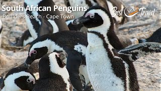 Best Time to Spot South African Penguins at Boulders Beach in Cape Town South Africa [upl. by Belshin202]