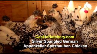 Silver Spangled Appenzeller Spitzhauben Chicken Breed Breeder Flock  Cackle Hatchery [upl. by Nyloc679]