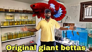 Original giant bettas from direct Thailand [upl. by Eemiaj]