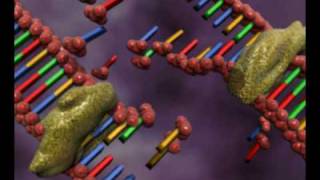 DNA replication animation by interact Medical [upl. by Mihar]