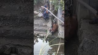 Teamwork To Lift and Drag The Stuck Horse From The Ditch Into Water [upl. by Aneral]