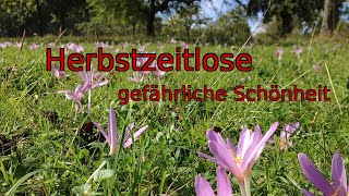 Gefährliche Schönheit Herbstzeitlose [upl. by Eiznikcm]