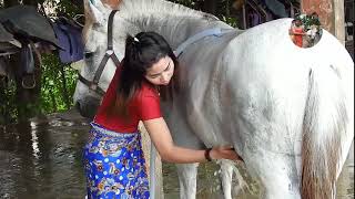 The pretty girls are transporting horses to wash​  girl and horse 2019 [upl. by Werd]