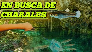 Exploración al Cenote en busca de charales   Gambusia Yucatana  😱 [upl. by Sharon]