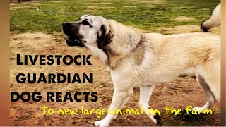 Our 9 month old livestock guardian dog reacts to a new large animal on the farm [upl. by Zinnes397]