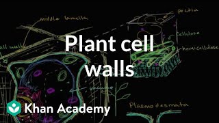 Plant cell walls  Structure of a cell  Biology  Khan Academy [upl. by Orgel]