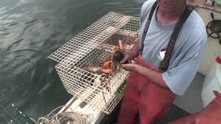 Lobstering From the Bow Seat [upl. by Ahilam151]