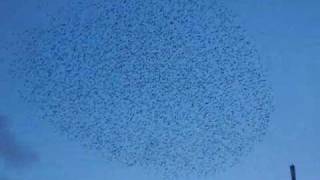 Amazing Starling Formation Over Chichester [upl. by Sacul715]