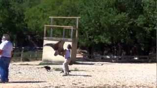 Rocamadour  Le Rocher des Aigles  Reportage Arte Villages de France [upl. by Karlis632]