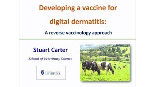 A reverse vaccinology approach to developing a vaccine for digital dermatitis [upl. by Kerrin]