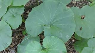 Capital Naturalist Giant Butterbur [upl. by Lepper535]