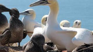 Northern Gannet  Morus bassanus 2 [upl. by Oliviero]