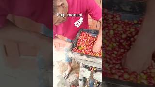 Pulping manual fruit kopiindonesia arabika [upl. by Michell]