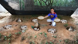 How to Produce Hundreds of Duck Eggs Every Week Brilliant Ideas for Raising Ducks amp Vegetables [upl. by Eatnhoj]