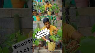 How to repot monstera monsteraplant gardeningvideos [upl. by Megan156]