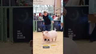 Pig Whacking WTF  Ozzy Man Quickies [upl. by Essilem]