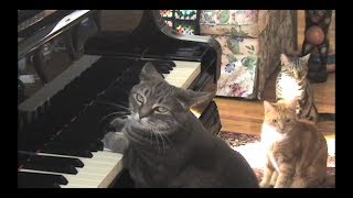 CATcerto ORIGINAL PERFORMANCE Mindaugas Piecaitis Nora The Piano Cat [upl. by Aramat447]