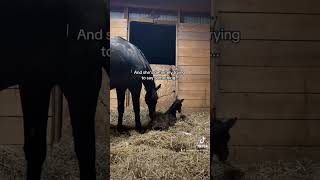 So did you get it right foal horse equestrian viral baby newborn babyhorse bodylanguage [upl. by Yarled472]