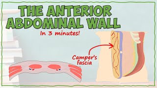 The Anterior Abdominal Wall [upl. by Sondra]