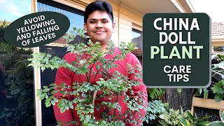 China Doll Plant Care Tips  Avoid Falling and Yellowing of Leaves [upl. by Leverett]