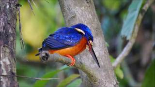 Birds of Borneo [upl. by Rachele]