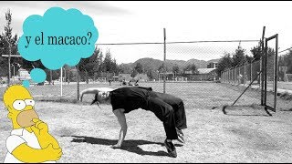 MACACO CAPOEIRA tutorial TRICKING descubrirás TÉCNICA PROGRESIONES Y COMBINACIONES 🙊😎💚 [upl. by Gaby]