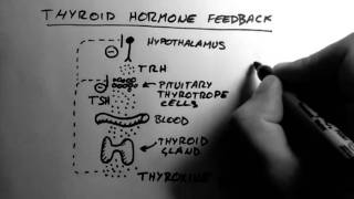 Thyroid Hormone 2  Feedback [upl. by Raina]