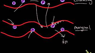 Neutrophil production and pools [upl. by Harhay367]