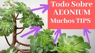 Todo Sobre Aeonium Arboreum TIPS Cuidados Y Reproducción [upl. by Theadora]