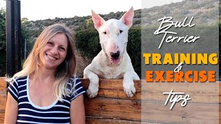 The Best Bull Terrier Training Tips [upl. by Breger778]