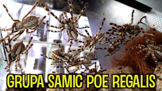 WIELKA grupówka Poecilotheria regalis ILE ZOSTAŁO [upl. by Ferris156]