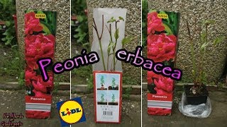 Peonia erbacea impianto e consigli [upl. by Nwahsal]