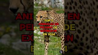 TOP 5 ANIMALES en PELIGRO de EXTINCIÓN en 2024😔🐅 shorts interestingfacts subscribe facts [upl. by Mensch386]