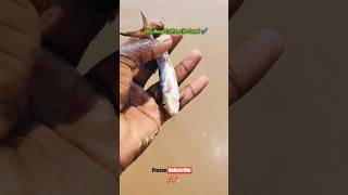 🥹 Baby Hardhead Catfish Life Saved Today ✓✓ ytviral ytshots trendingshorts catfish viralshort [upl. by Torrance67]