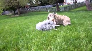 Blue Heeler Mix amp Cairn Terrier Playing [upl. by Gaskill]