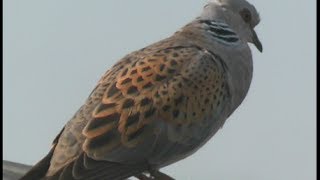 Tourterelle des bois  Turtledove  Turteltaube  Streptopelia turtur [upl. by Ihteerp141]