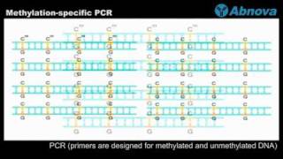 Methylationspecific PCR [upl. by Carn]