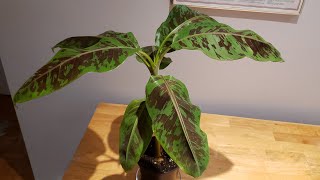 Finally got one Musa Acuminata quotZebrinaquot Blood Banana Plant [upl. by Asertal]