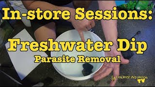 Instore Sessions Freshwater Dip Parasite Removal  Gallery Aquatica TV [upl. by Sanford]