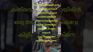 Kishkindha Kandam❤️vanaralokham💞malayalam asifalifans songlyrics [upl. by Donnelly826]